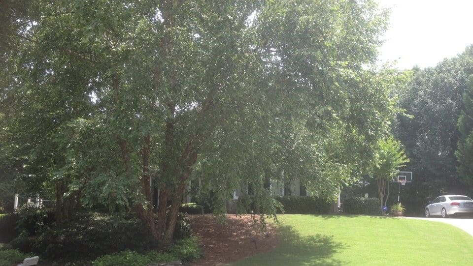 before landscaping in Atlanta, GA